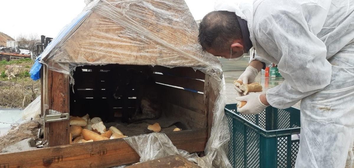 Odunpazarı Belediyesi sokakta yaşayan dostlarımızı unutmadı