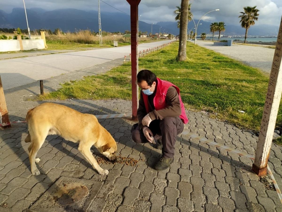 Hatay&rsquo;da sokak hayvanlarına yiyecek ve mama desteği