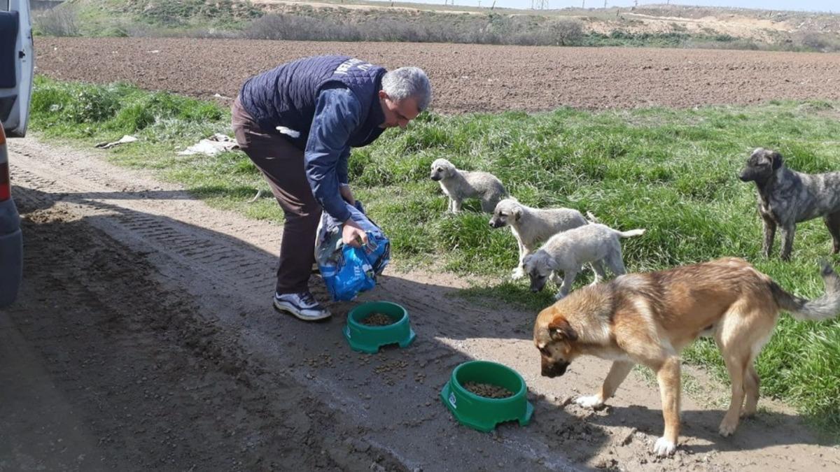 &Ccedil;orlu&rsquo;da sokak hayvanları unutulmuyor