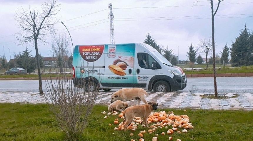 Malatya Büyükşehir Belediyesi, sokak hayvanlarını unutmuyor