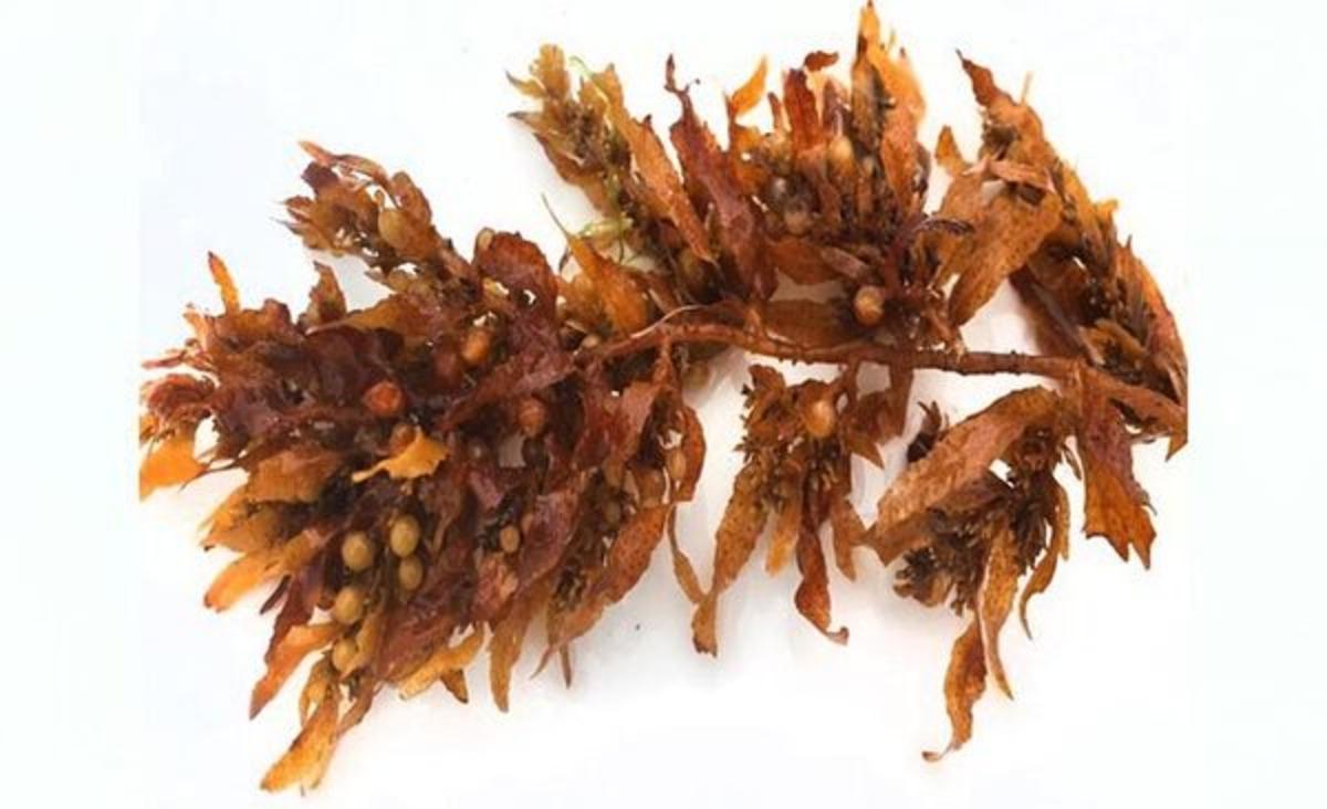 Koronavir&uuml;s tedavisinde &lsquo;denizel algler&rsquo; umut ışığı oldu