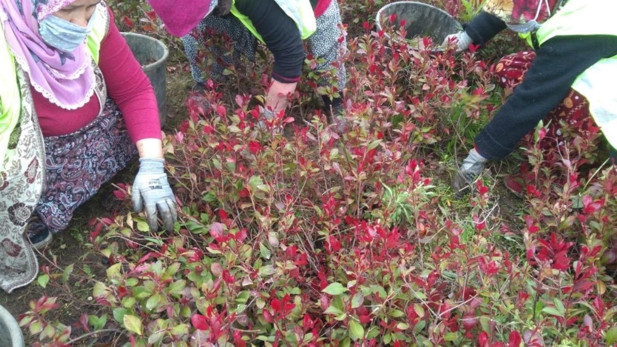 D&uuml;zce&rsquo;de bahar hazırlığı