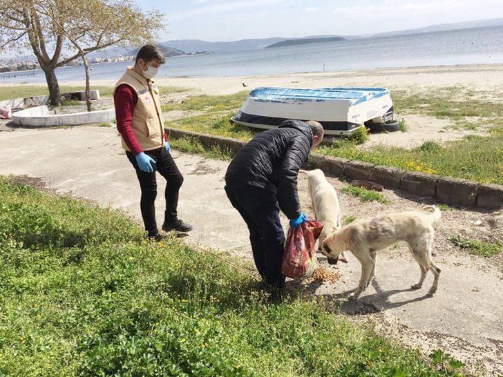 Sokak hayvanlarına mama dağıtıldı G1