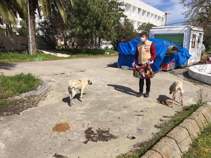 Sokak hayvanlarına mama dağıtıldı G2