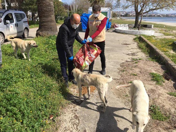 Sokak hayvanlarına mama dağıtıldı G3
