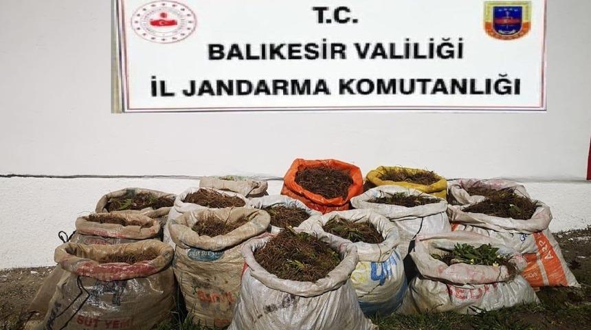 Çuha çiçeğini izinsiz toplayana ceza