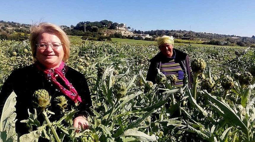 &Ccedil;eşme&rsquo;nin sakız enginarını tarladan t&uuml;keticiye ulaştırıyorlar