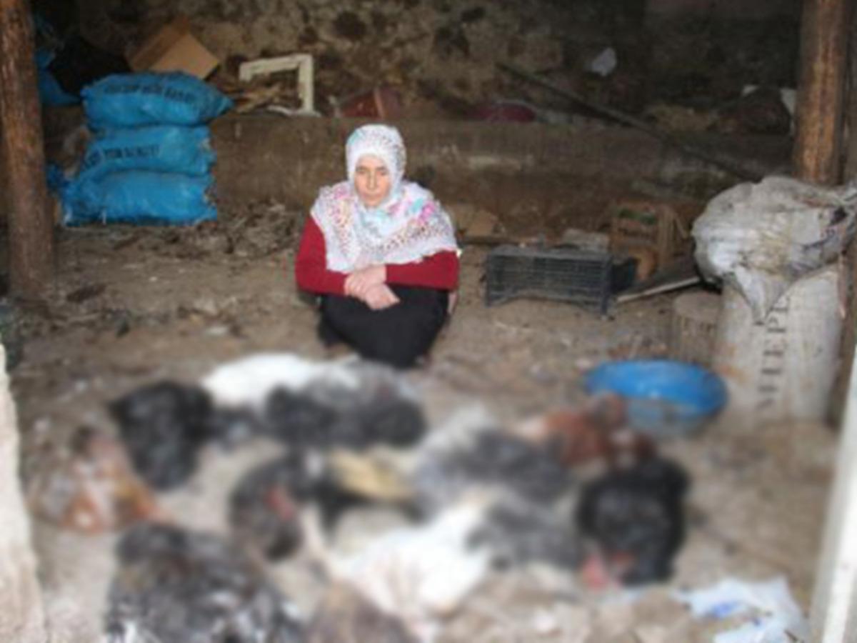 Erzurum'da tavukları &ouml;ld&uuml;ren vaşak yakalandı