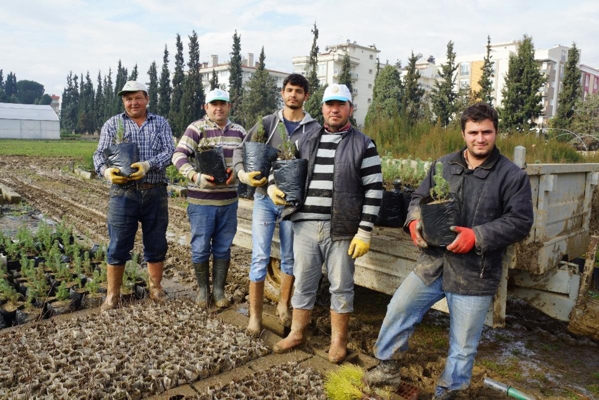Aydın&rsquo;da 1 milyon 718 bin fidan toprakla buluştu