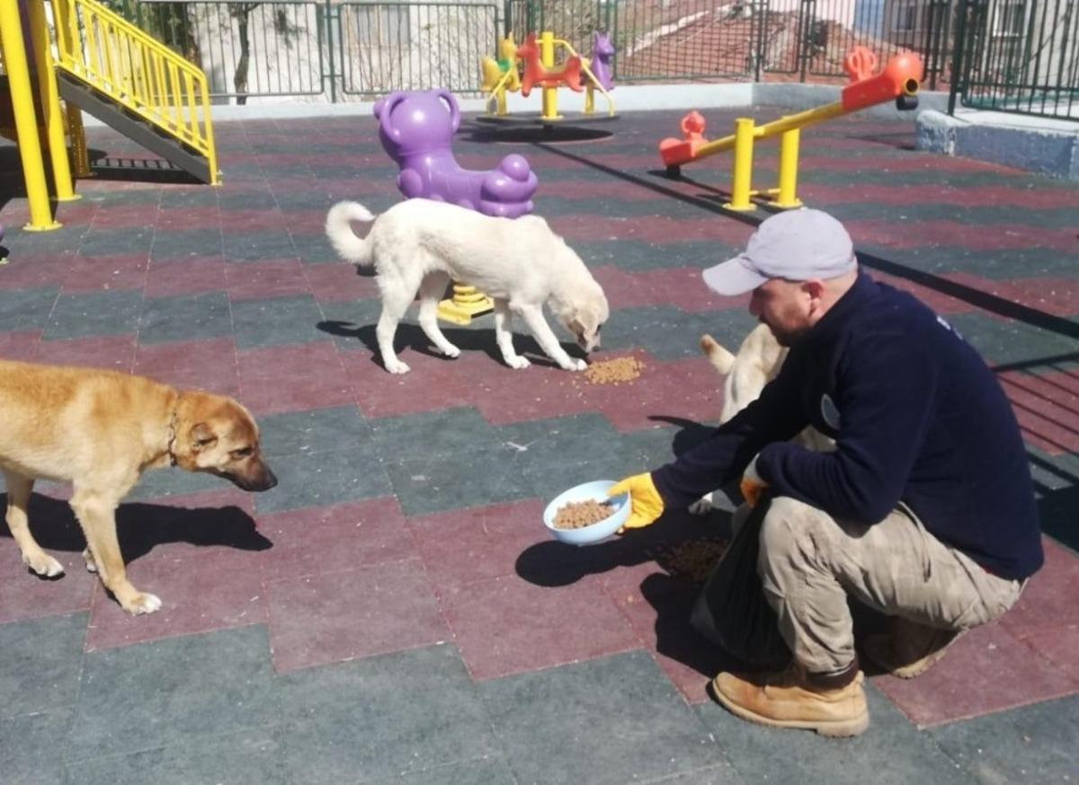 Sokak hayvanları i&ccedil;in g&uuml;nde 50 kilo yem ve mama bırakılıyor