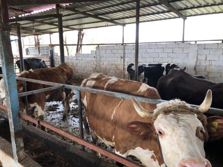 Milas’ta aşılama çalışmaları devam ediyor G1