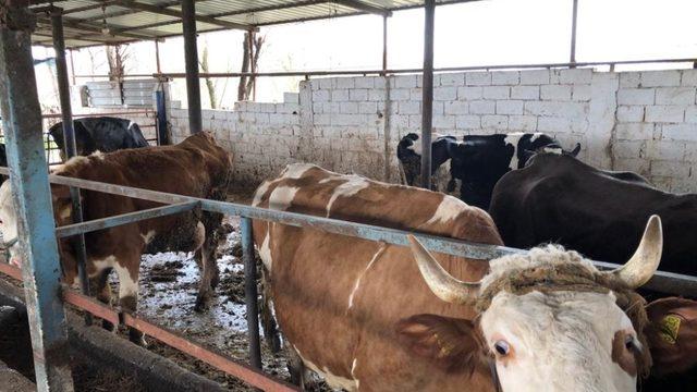 Milas’ta aşılama çalışmaları devam ediyor