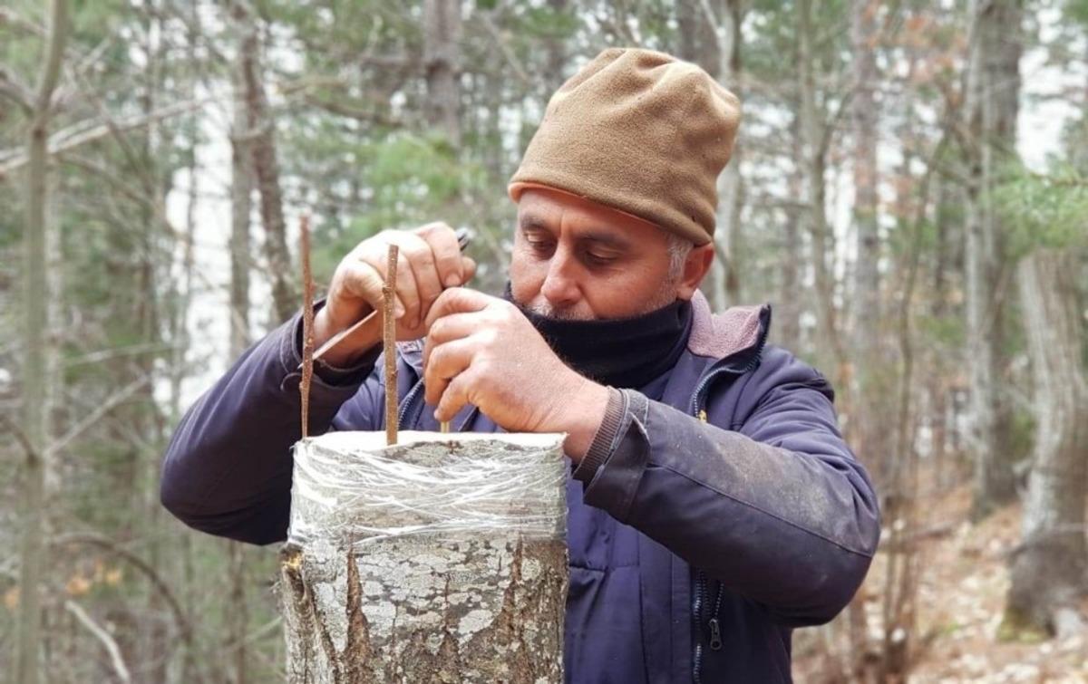 Kazdağları&rsquo;nda kestane &uuml;retimi artacak