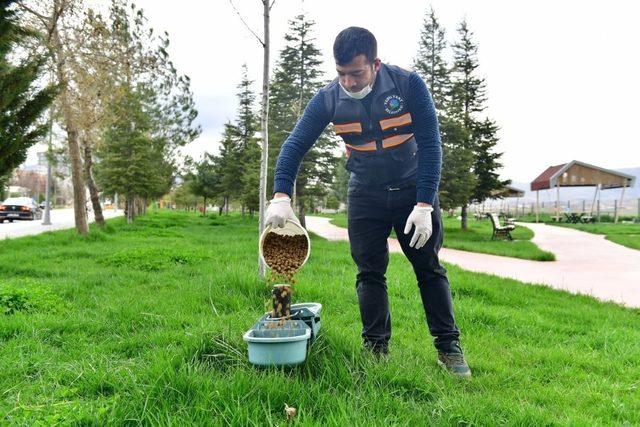 Yeşilyurt Belediyesi sokak hayvanlarını unutmadı