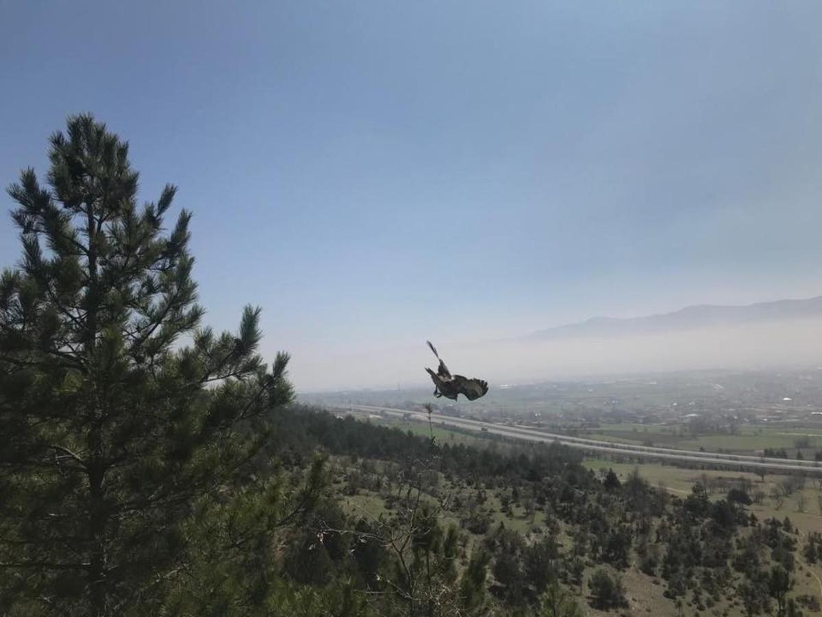 Bolu&rsquo;da, tedavisi tamamlanan kızıl şahin doğaya salındı