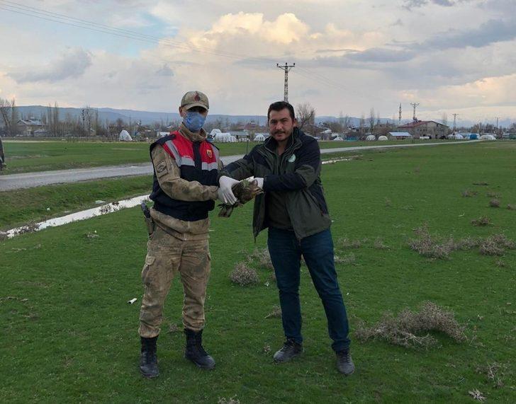 Jandarmanın yaralı halde bulduğu kızıl şahin koruma altına alındı G2