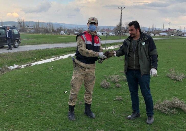 Jandarmanın yaralı halde bulduğu kızıl şahin koruma altına alındı G3