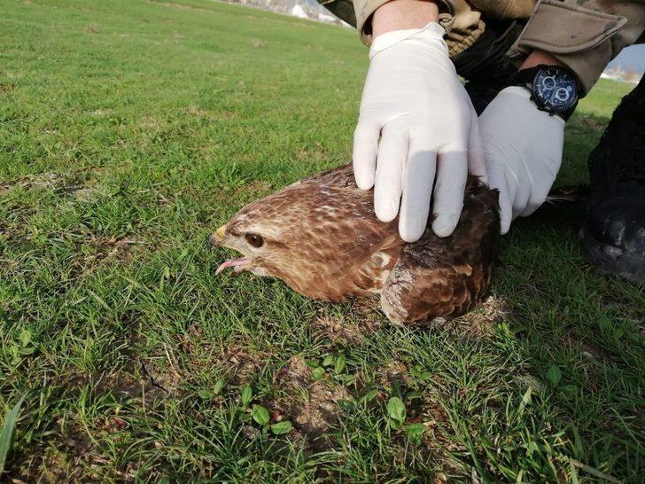 Jandarmanın yaralı halde bulduğu kızıl şahin koruma altına alındı G4