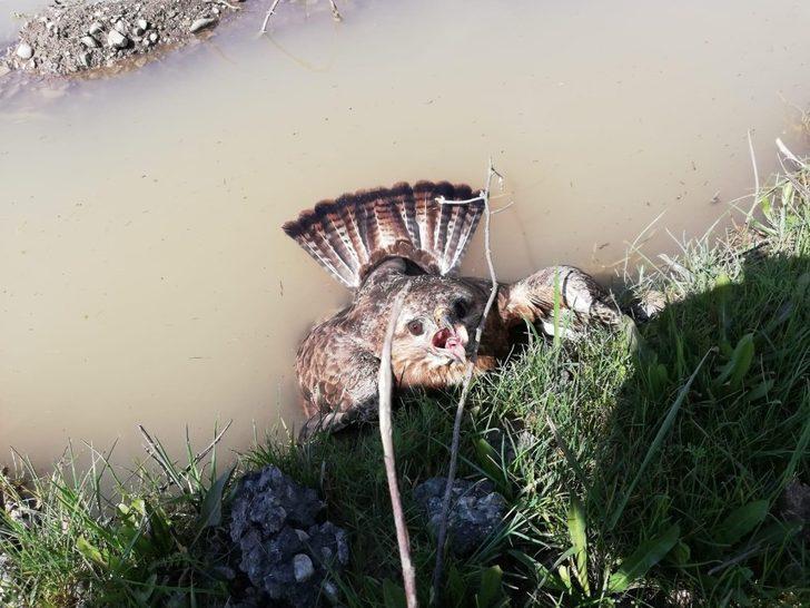 Jandarmanın yaralı halde bulduğu kızıl şahin koruma altına alındı G5