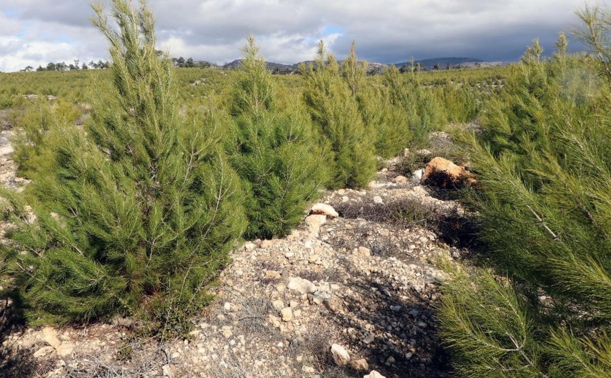 Muğla Orman B&ouml;lge M&uuml;d&uuml;rl&uuml;ğ&uuml;; &ldquo;&Ccedil;alışmalar hukuka uygun&rdquo;
