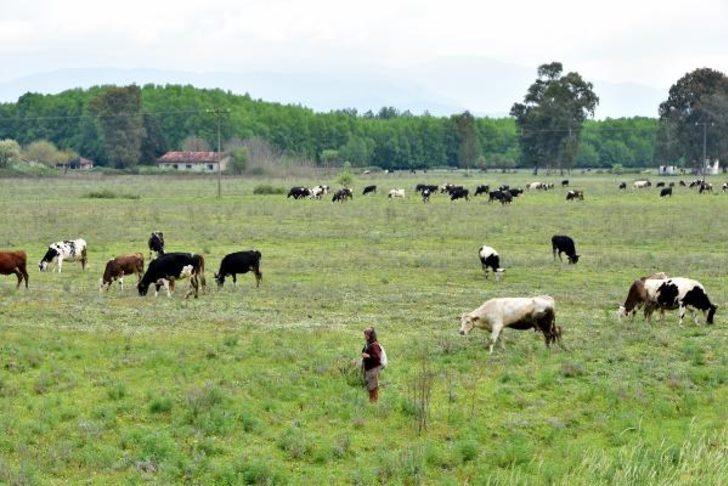 2'nci Dünya Savaşı döneminin 'İncirlik Üssü'ydü! Şimdi ineklerin otlağı oldu G2