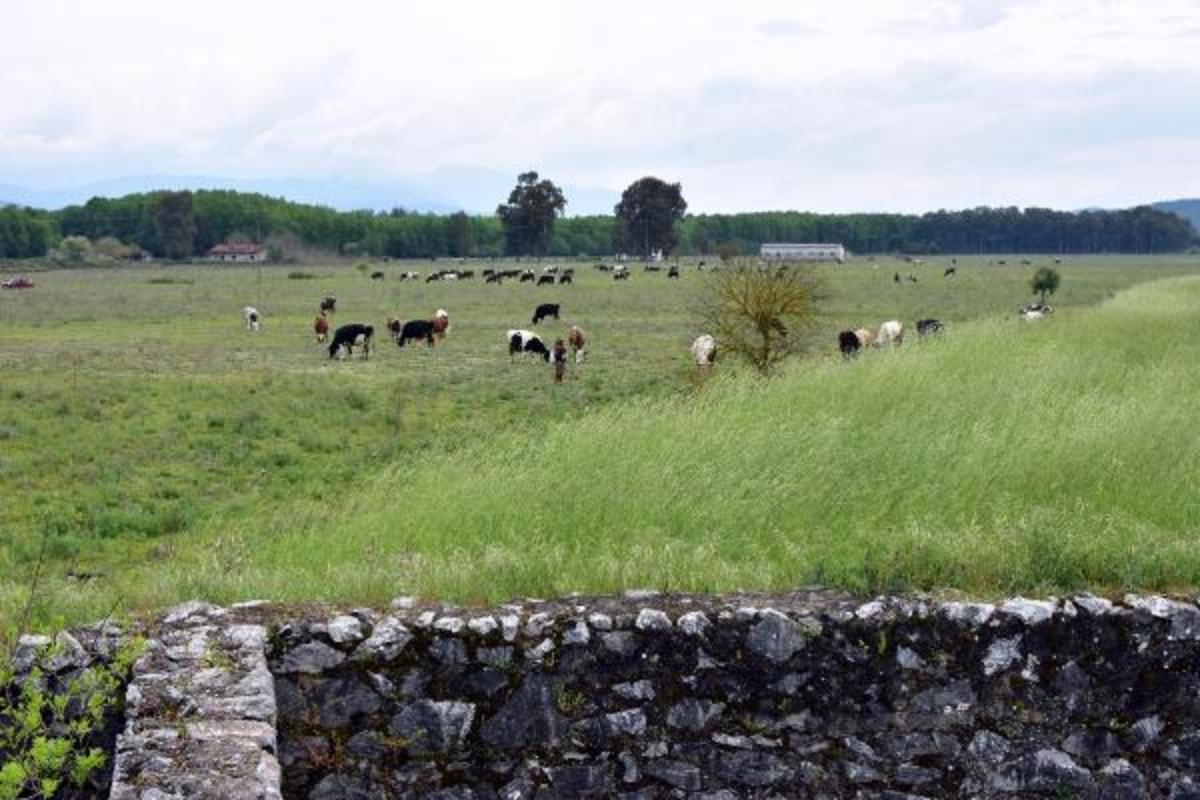 2'nci D&uuml;nya Savaşı d&ouml;neminin 'İncirlik &Uuml;ss&uuml;'yd&uuml;! Şimdi ineklerin otlağı oldu
