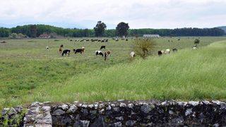 2'nci Dünya Savaşı döneminin 'İncirlik Üssü'ydü! Şimdi ineklerin otlağı oldu