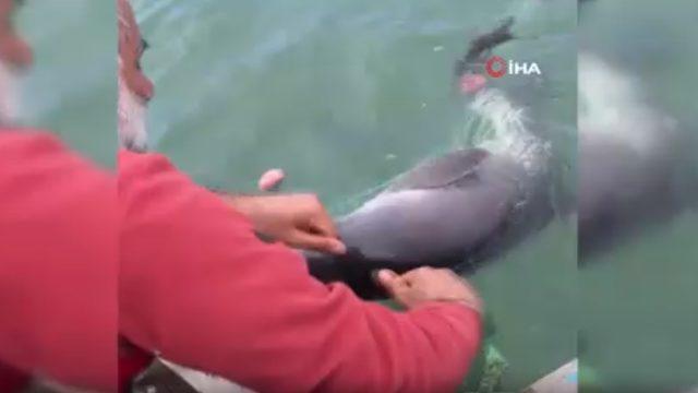 Ağlara takılan yunus balığını böyle kurtardı: Dur oğlum, dur bir tanem seni kurtaracağım