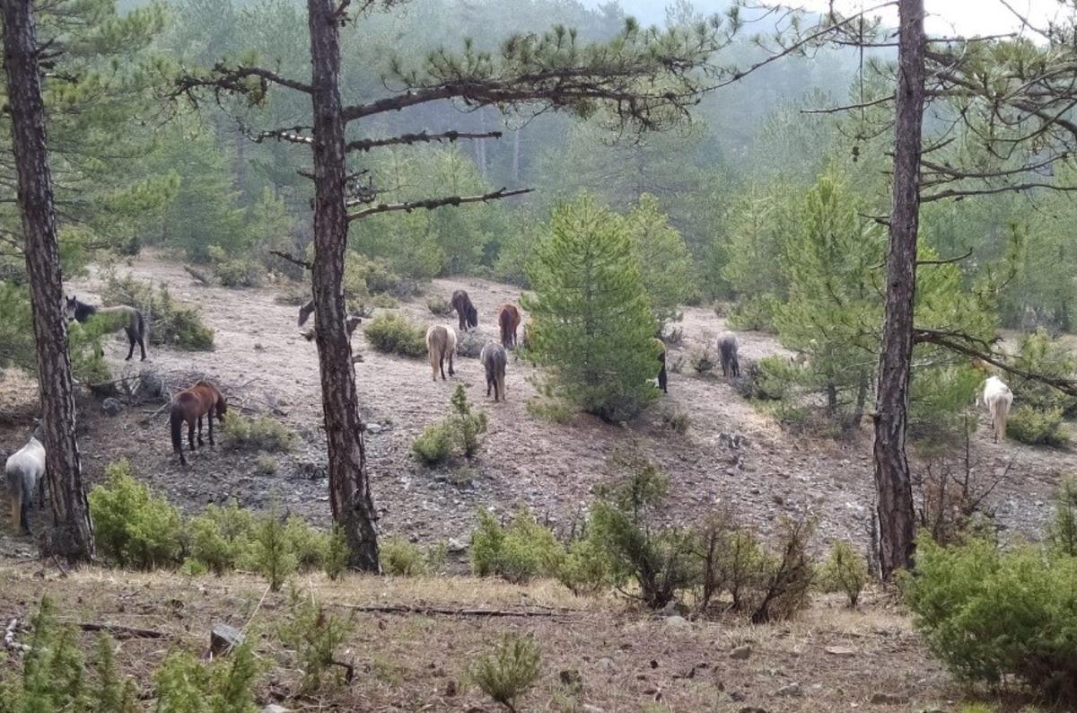 Yabani atlar, orman iş&ccedil;ileri tarafından g&ouml;r&uuml;nt&uuml;lendi