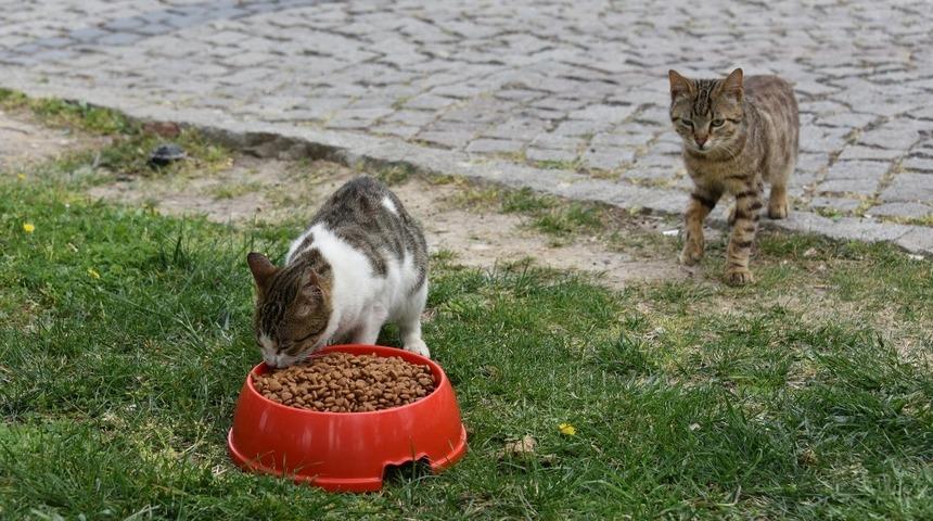Aliağa Belediyesinden can dostlar için seferberlik
