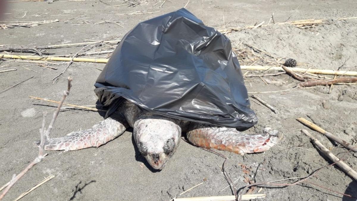 Sahile &ouml;l&uuml; Caretta caretta vurdu