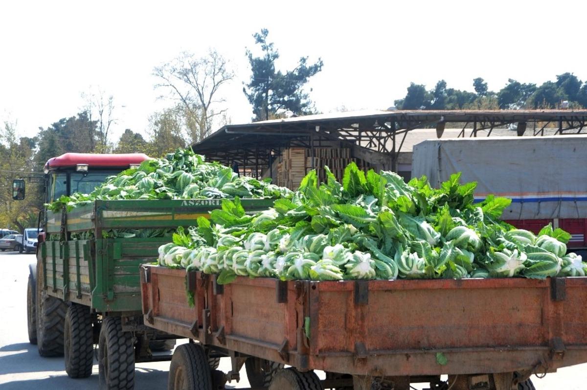 Bafra&rsquo;da halden sebze sevkıyatı devam ediyor
