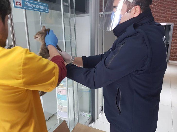 Yaralı kedinin imdadına Serdivan Belediyesi ekipleri yetişti G1