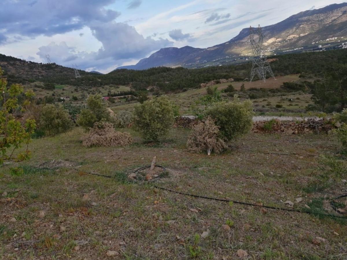 Silifke&rsquo;de bir şahsın bah&ccedil;esindeki zeytin ağa&ccedil;ları ikinci kez kesildi