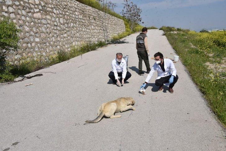 Manisa’da sokak hayvanları unutulmadı G2