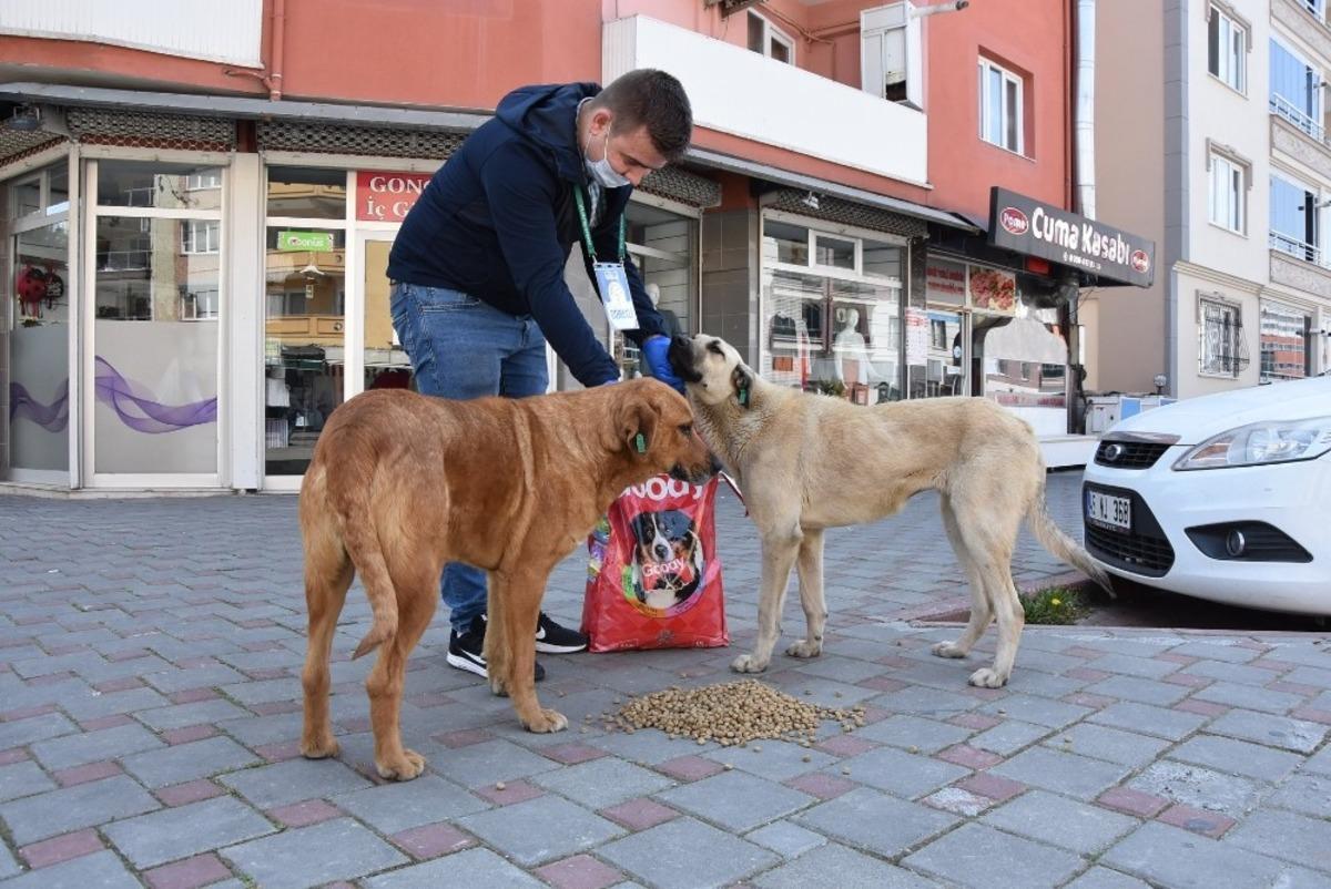 Akhisar Belediyesi sokağa &ccedil;ıkma yasağında sahipsiz hayvanları unutmadı