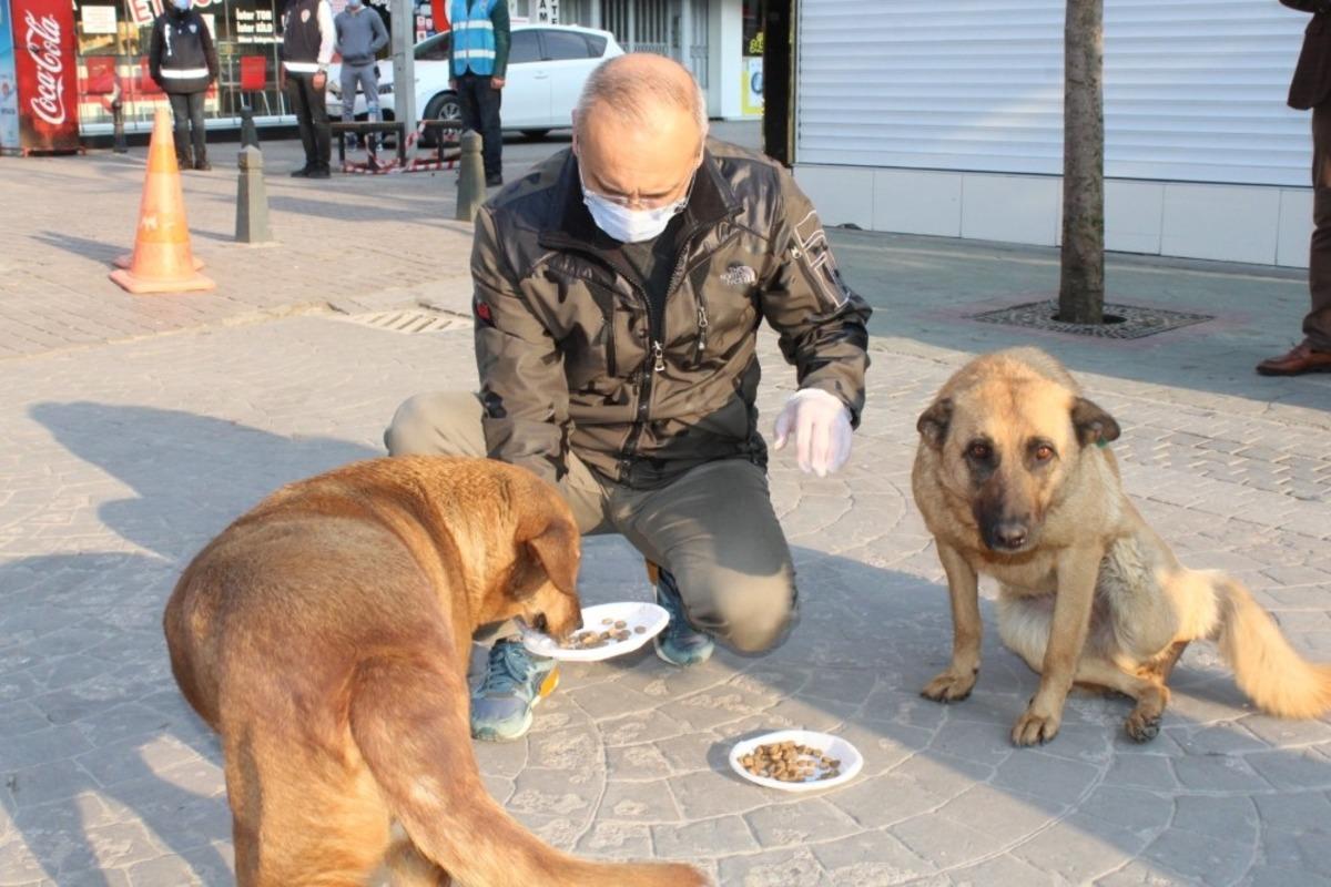 Sakarya İl Emniyet M&uuml;d&uuml;r&uuml; Kaya, sokak hayvanlarını besledi