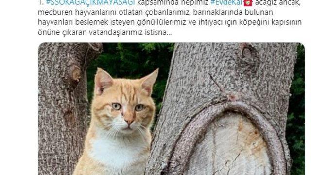 Antalya Valisi’nden evcil ve sokak hayvanları için önemli karar