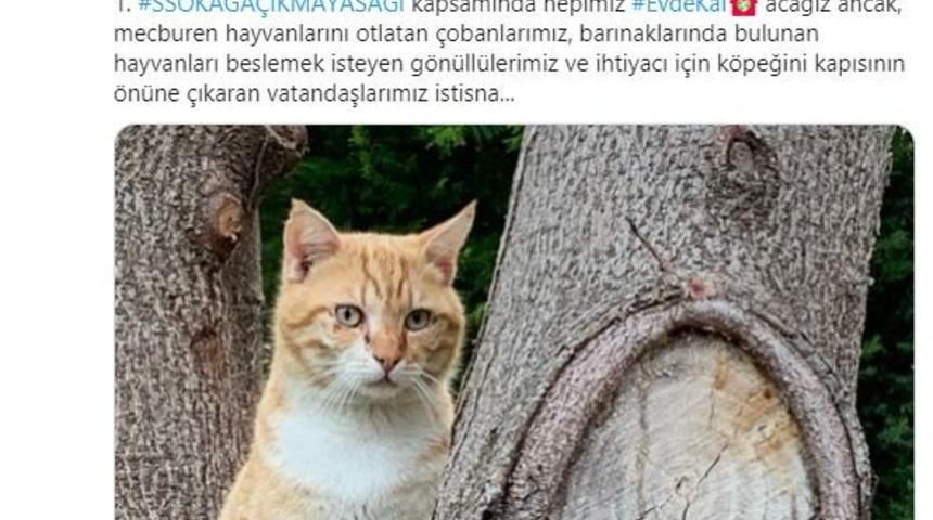 Antalya Valisi’nden evcil ve sokak hayvanları için önemli karar