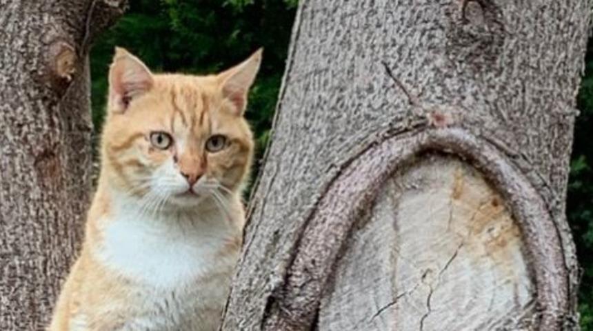 Antalya Valisi Münir Karaloğlu’ndan evcil ve sokak hayvanları için önemli karar
