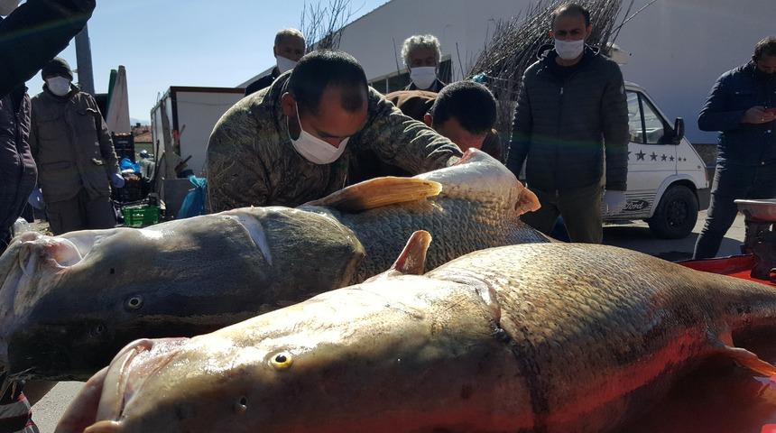Erzincan'da dev turna balıklarını g&ouml;rmek isteyenler sosyal mesafeyi unuttu