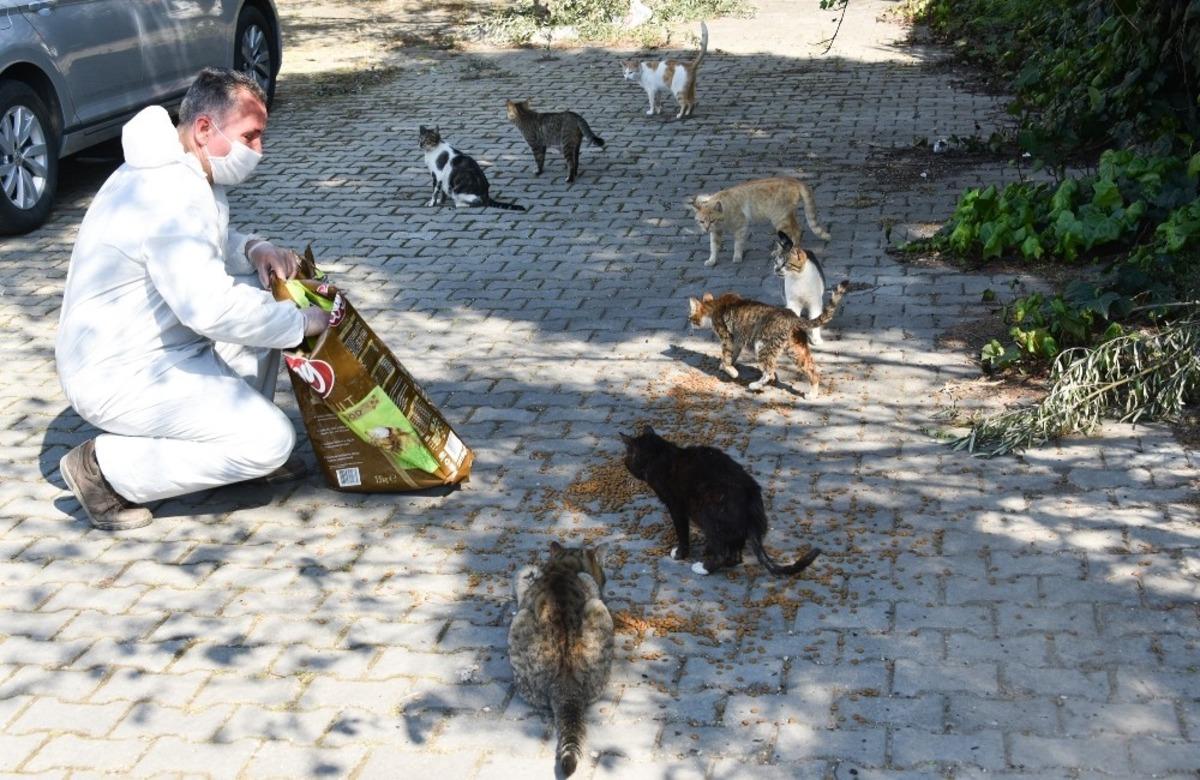 Aliağa Belediyesi, sokak hayvanları i&ccedil;in mama dağıtıyor