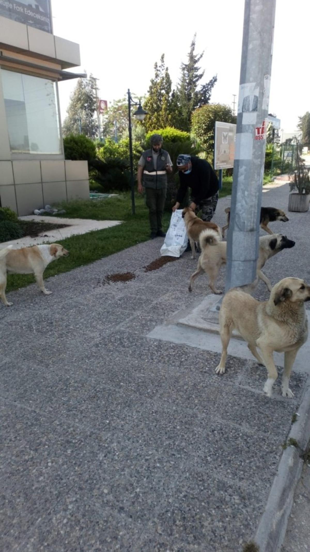Adana&rsquo;da sokak hayvanları a&ccedil; bırakılmıyor