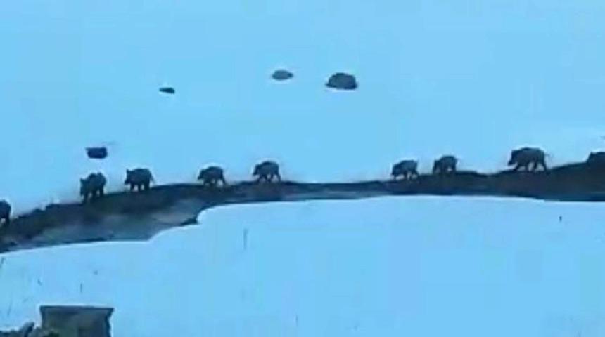 Kars'ın Sarıkamış ilçesinde köye domuz sürüsü indi