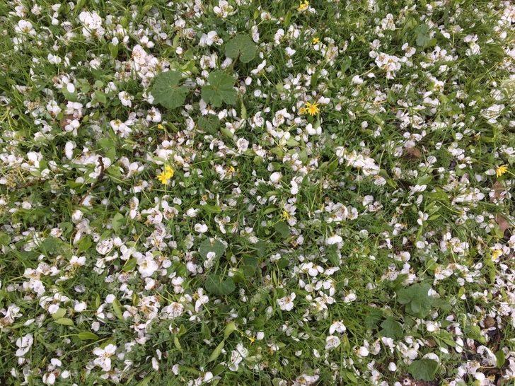 Gercüş’te ceviz büyüklüğünde dolu yağdı G1