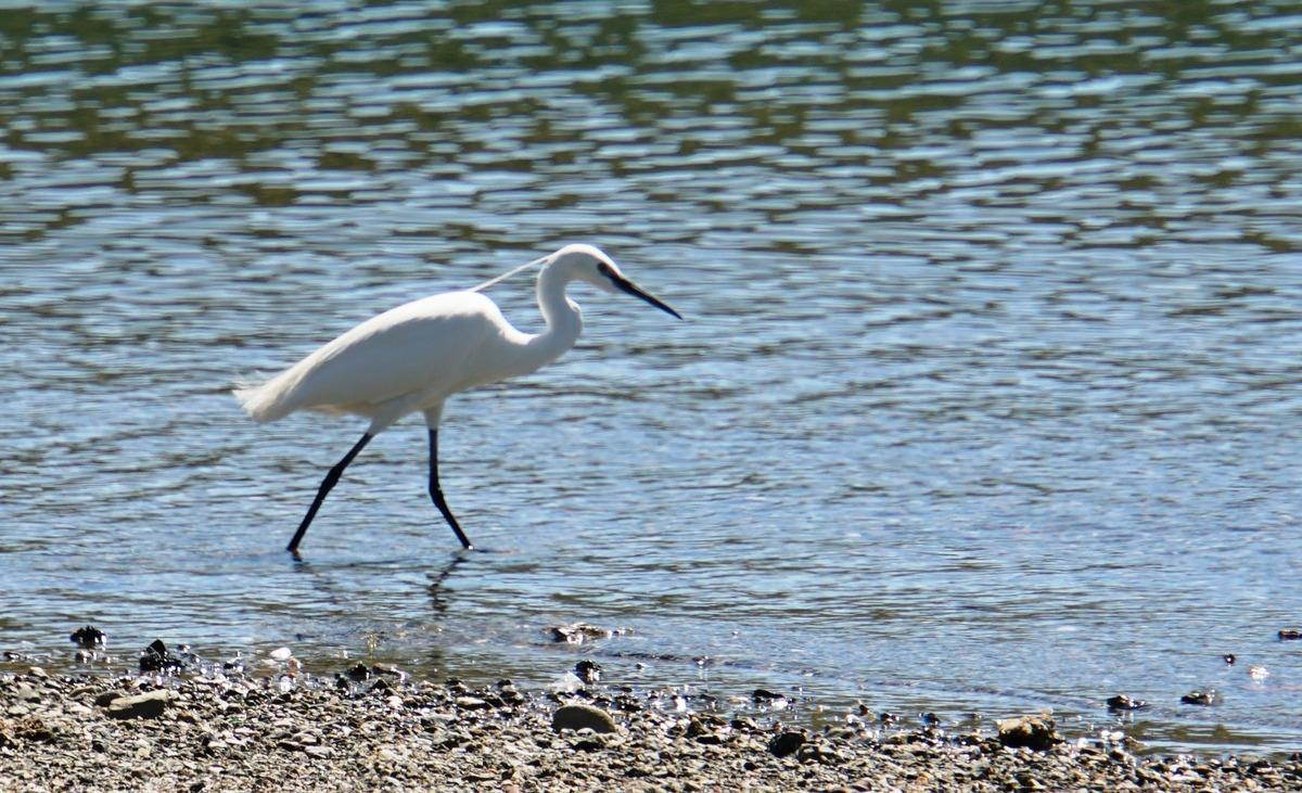 Bodrum&rsquo;a sessizlik &ccedil;&ouml;k&uuml;nce G&uuml;mbet sahilinde ilk kez b&uuml;y&uuml;k ak balık&ccedil;ıl g&ouml;r&uuml;ld&uuml;