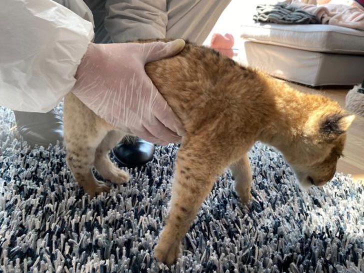 İstanbul'da lüks rezidansa baskın! İranlı manken gözaltına alındı G1