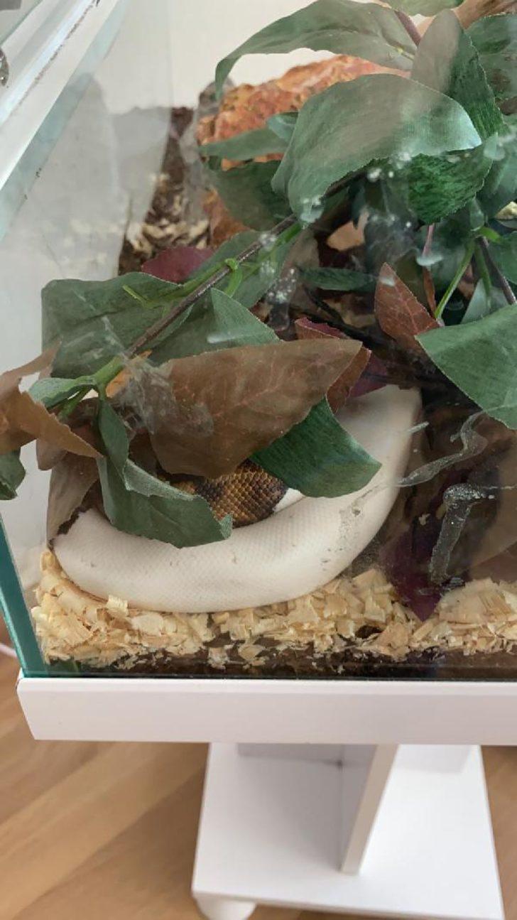 İstanbul'da lüks rezidansa baskın! İranlı manken gözaltına alındı G2