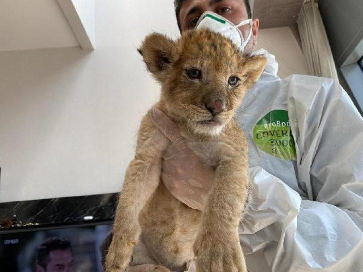 İstanbul'da lüks rezidansa baskın! İranlı manken gözaltına alındı G3