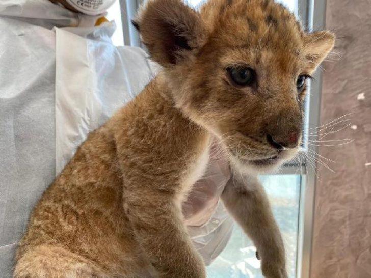 İstanbul'da lüks rezidansa baskın! İranlı manken gözaltına alındı G4
